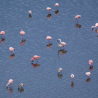 Lake Chitu - Flamingos